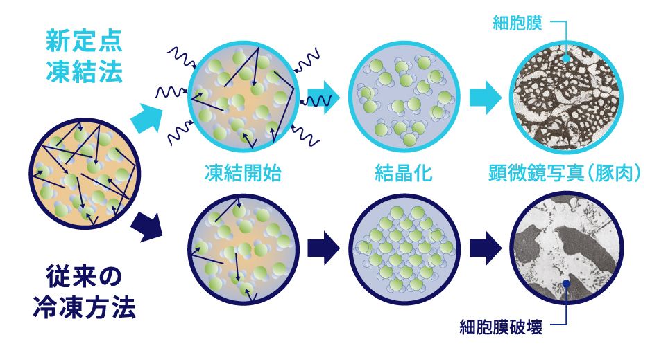 新定点凍結法→凍結開始→結晶化→細胞膜破壊が抑えられている